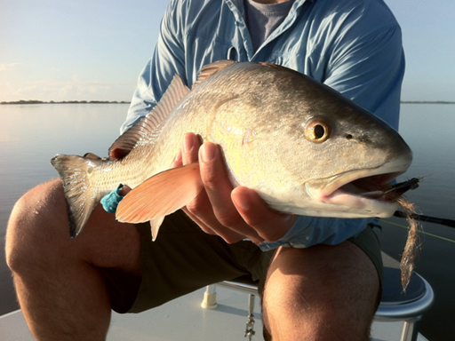 mosquito lagoon redfish