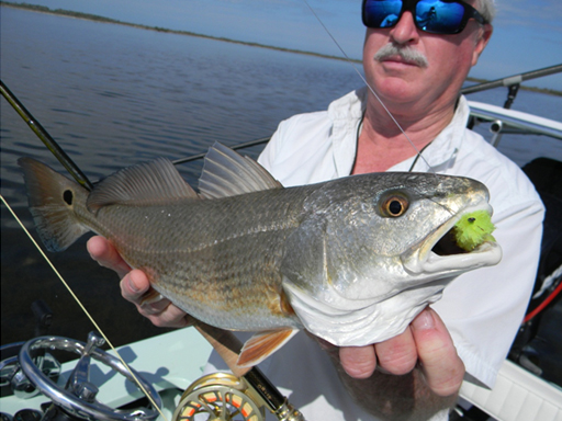 mosquito lagoon redfish