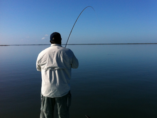 mosquito lagoon redfish