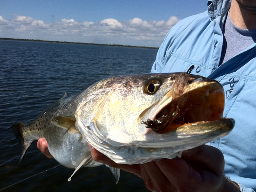 mosquito lagoon redfish