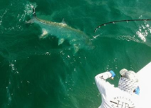 mosquito lagoon tarpon