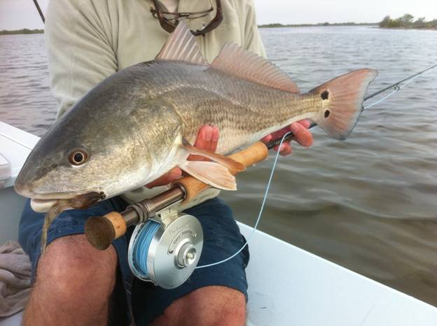 mosquito lagoon redfish